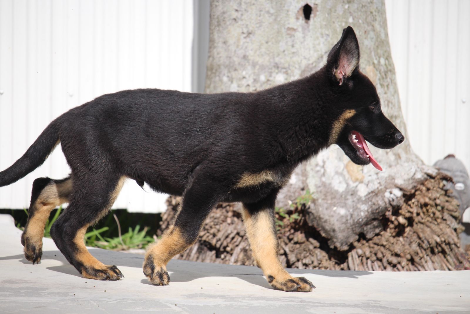 Heidy od Tyrusky Harter Hund German Shepherd