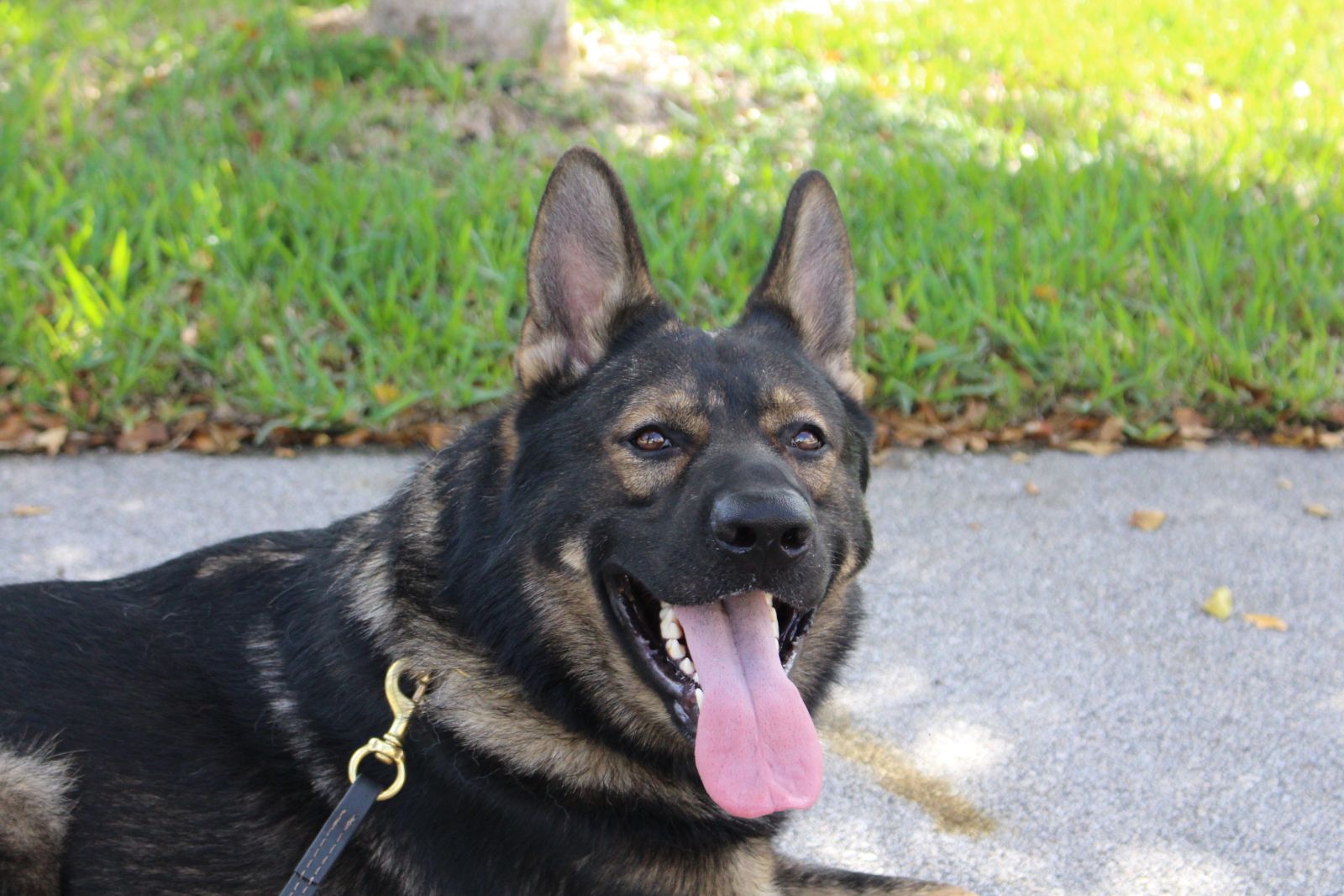 Lux vom Kranich Hof Harter Hund German Shepherd