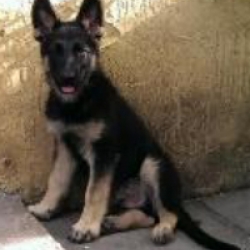 working line german shepherd puppies for sale