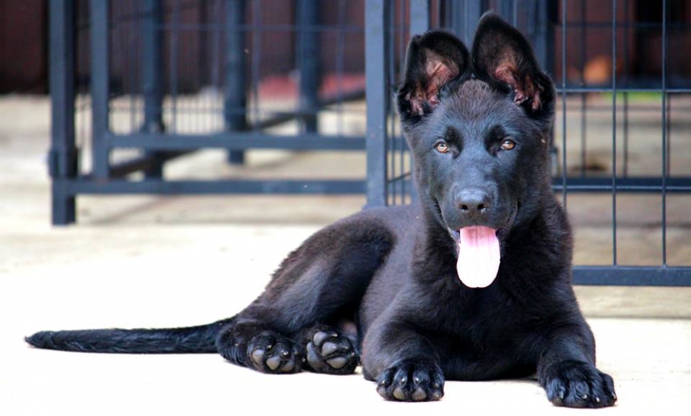 Suleiman vom Harterhund Harter Hund German Shepherd