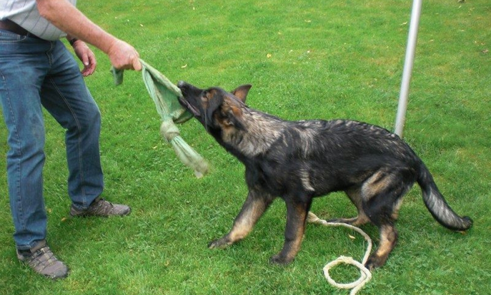 Ddr german outlet shepherd puppy