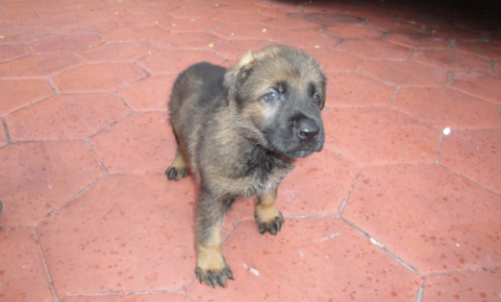 Pearl Von Harter Hund Harter Hund German Shepherd