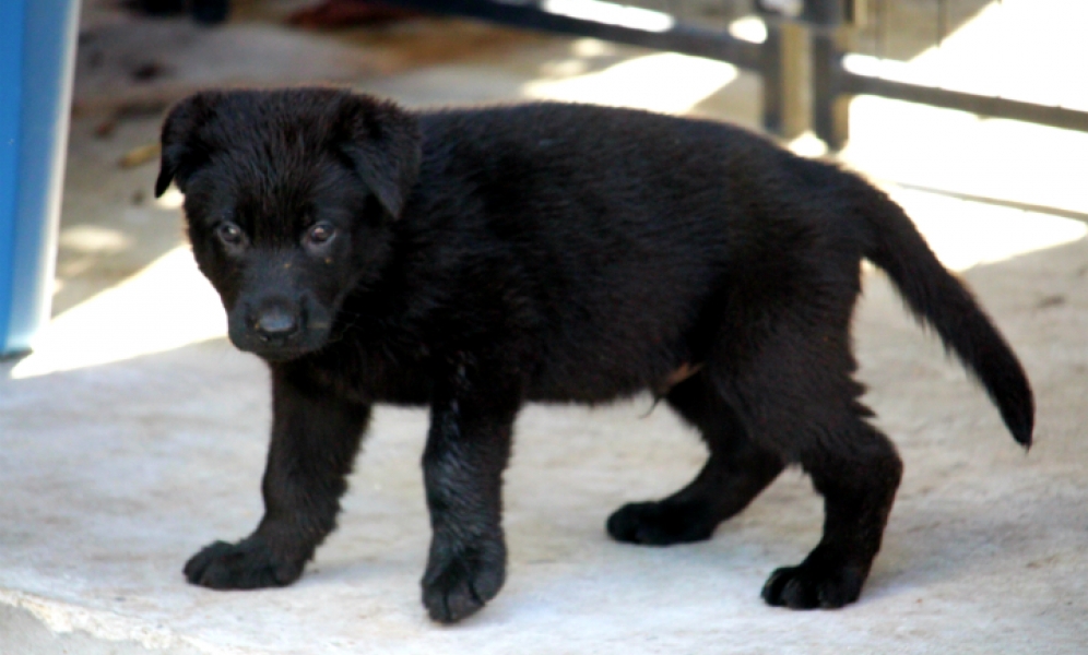 Diablo vom Harter Hund Harter Hund German Shepherd