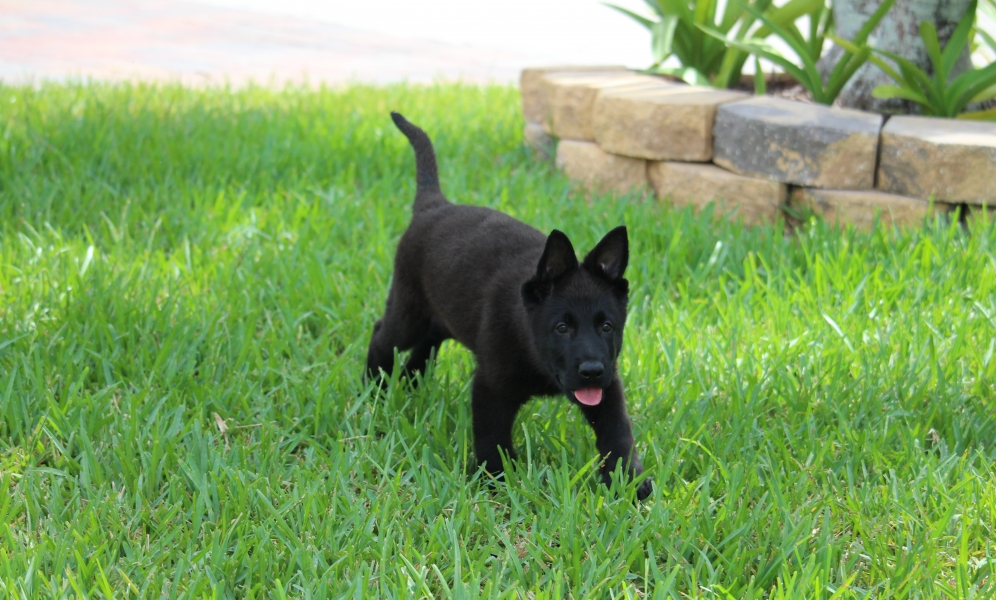 Furioso Vom HarterHund Harter Hund German Shepherd