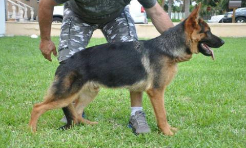 Jako von Harter Hund Harter Hund German Shepherd