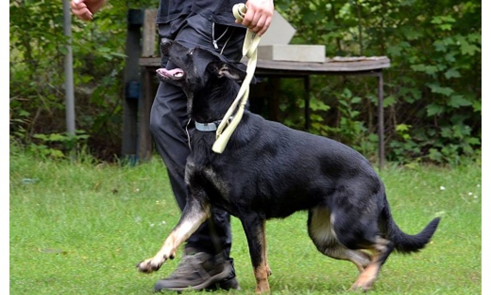 Heidy od Tyrusky Harter Hund German Shepherd